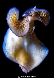 Flatworm by Min Seok Jeon 